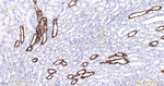 Aquaporin 4 Antibody in Immunohistochemistry (Paraffin) (IHC (P))