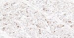 Aquaporin 4 Antibody in Immunohistochemistry (Paraffin) (IHC (P))