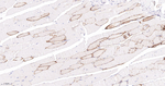 Aquaporin 4 Antibody in Immunohistochemistry (Paraffin) (IHC (P))