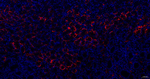 Aquaporin 4 Antibody in Immunohistochemistry (Paraffin) (IHC (P))