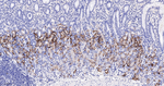 Aquaporin 4 Antibody in Immunohistochemistry (Paraffin) (IHC (P))