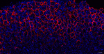 Aquaporin 4 Recombinant Rabbit Monoclonal Antibody (9F10)