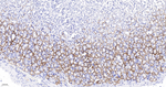 Aquaporin 4 Antibody in Immunohistochemistry (Paraffin) (IHC (P))