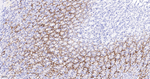 Aquaporin 4 Antibody in Immunohistochemistry (Paraffin) (IHC (P))