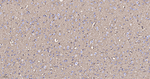 Aquaporin 4 Antibody in Immunohistochemistry (Paraffin) (IHC (P))