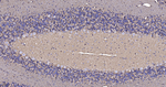 Aquaporin 4 Antibody in Immunohistochemistry (Paraffin) (IHC (P))