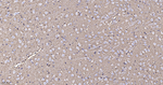Aquaporin 4 Antibody in Immunohistochemistry (Paraffin) (IHC (P))