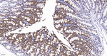 Aquaporin 4 Antibody in Immunohistochemistry (Paraffin) (IHC (P))