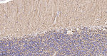 Aquaporin 4 Antibody in Immunohistochemistry (Paraffin) (IHC (P))