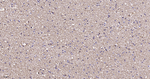 Aquaporin 4 Antibody in Immunohistochemistry (Paraffin) (IHC (P))