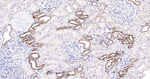 Aquaporin 4 Antibody in Immunohistochemistry (Paraffin) (IHC (P))