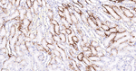 Aquaporin 4 Antibody in Immunohistochemistry (Paraffin) (IHC (P))