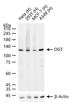 OGT Antibody in Western Blot (WB)