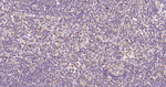 ULK1 Antibody in Immunohistochemistry (Paraffin) (IHC (P))