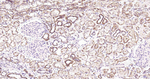 ULK1 Antibody in Immunohistochemistry (Paraffin) (IHC (P))