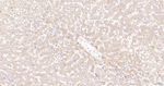 ULK1 Antibody in Immunohistochemistry (Paraffin) (IHC (P))