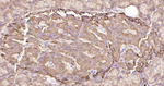 ULK1 Antibody in Immunohistochemistry (Paraffin) (IHC (P))