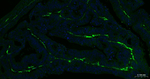 CD105 Recombinant Rabbit Monoclonal Antibody (18F13)