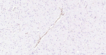 CD105 Antibody in Immunohistochemistry (Paraffin) (IHC (P))