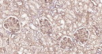 CD105 Antibody in Immunohistochemistry (Paraffin) (IHC (P))