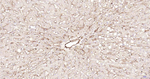 CD105 Antibody in Immunohistochemistry (Paraffin) (IHC (P))