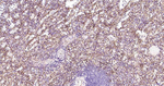 CD105 Antibody in Immunohistochemistry (Paraffin) (IHC (P))