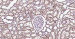 RALA Antibody in Immunohistochemistry (Paraffin) (IHC (P))