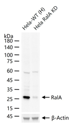 RALA Antibody in Western Blot (WB)
