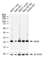 RALA Antibody in Western Blot (WB)