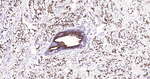 FZD8 Antibody in Immunohistochemistry (Paraffin) (IHC (P))