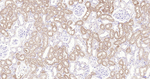 FZD8 Antibody in Immunohistochemistry (Paraffin) (IHC (P))