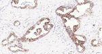 FZD8 Recombinant Rabbit Monoclonal Antibody (15G15)