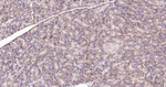 FZD8 Antibody in Immunohistochemistry (Paraffin) (IHC (P))