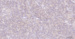 FZD8 Antibody in Immunohistochemistry (Paraffin) (IHC (P))
