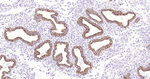 FZD8 Antibody in Immunohistochemistry (Paraffin) (IHC (P))