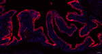 PTGER2 Antibody in Immunohistochemistry (Paraffin) (IHC (P))