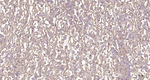 PTGER2 Antibody in Immunohistochemistry (Paraffin) (IHC (P))
