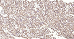 PTGER2 Antibody in Immunohistochemistry (Paraffin) (IHC (P))