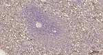 PTGER2 Antibody in Immunohistochemistry (Paraffin) (IHC (P))
