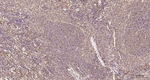 PTGER2 Antibody in Immunohistochemistry (Paraffin) (IHC (P))