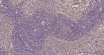 PTGER2 Antibody in Immunohistochemistry (Paraffin) (IHC (P))