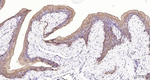 PTGER2 Antibody in Immunohistochemistry (Paraffin) (IHC (P))
