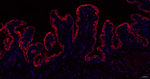 PTGER2 Antibody in Immunohistochemistry (Paraffin) (IHC (P))