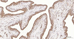 PTGER2 Antibody in Immunohistochemistry (Paraffin) (IHC (P))
