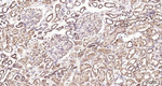 PTGER2 Antibody in Immunohistochemistry (Paraffin) (IHC (P))