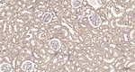 PTGER2 Antibody in Immunohistochemistry (Paraffin) (IHC (P))