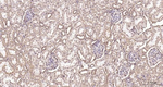 PTGER2 Antibody in Immunohistochemistry (Paraffin) (IHC (P))