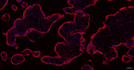 PTGER2 Recombinant Rabbit Monoclonal Antibody (2F16)
