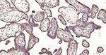 PTGER2 Antibody in Immunohistochemistry (Paraffin) (IHC (P))