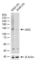 JAK2 Antibody in Western Blot (WB)